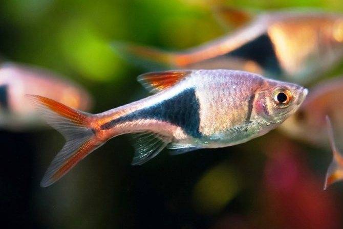 Расбора гетероморфа: внешний вид, содержание и размножение рыбки, уход за ней