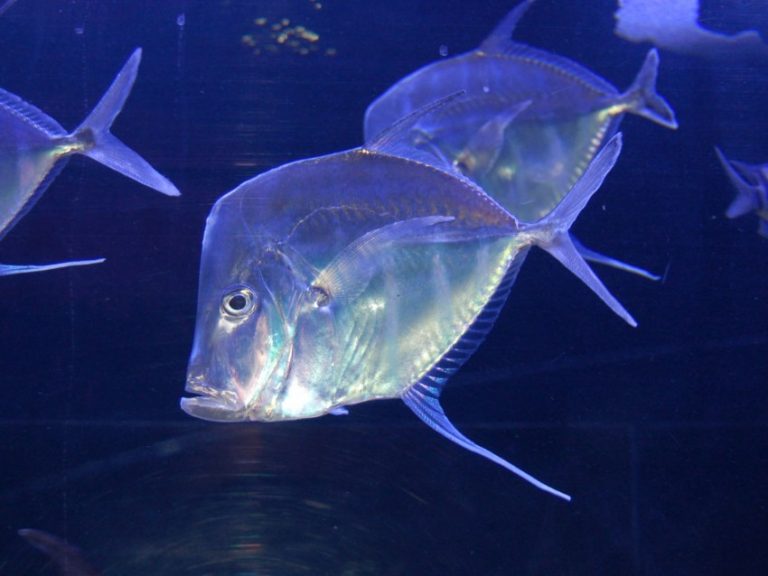 Самые невероятные глубоководные рыбы на земле