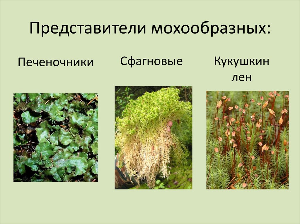 Отдел моховидные рисунок