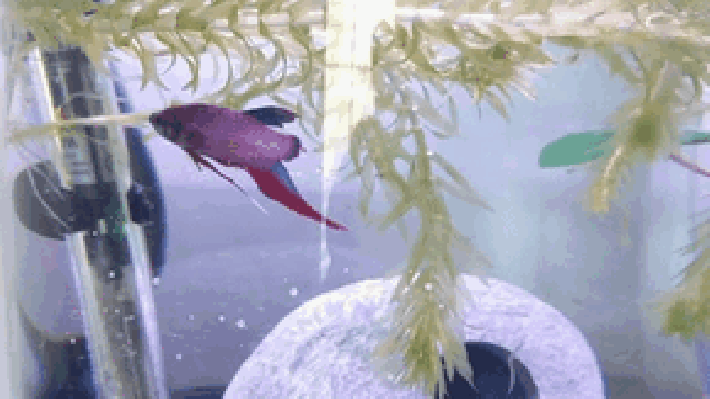 Что делать, если умирают рыбки в аквариуме