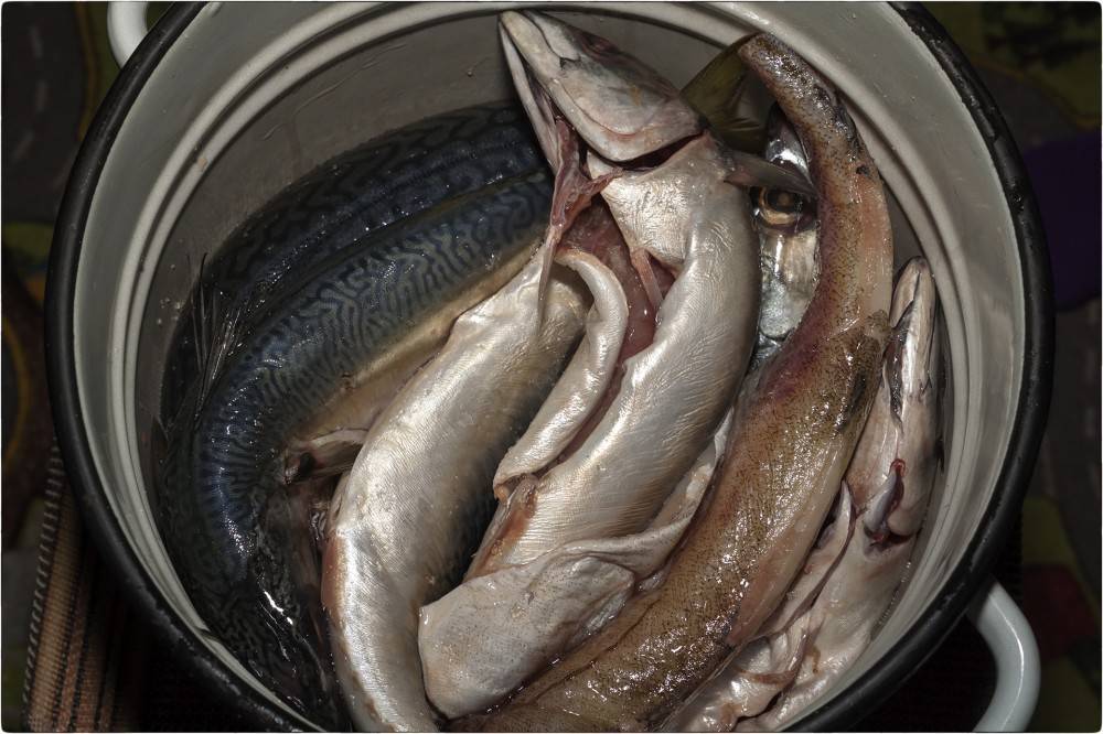 Как засолить рыбу в домашних условиях: простые пошаговые видео рецепты для засолки любой рыбы - все курсы онлайн