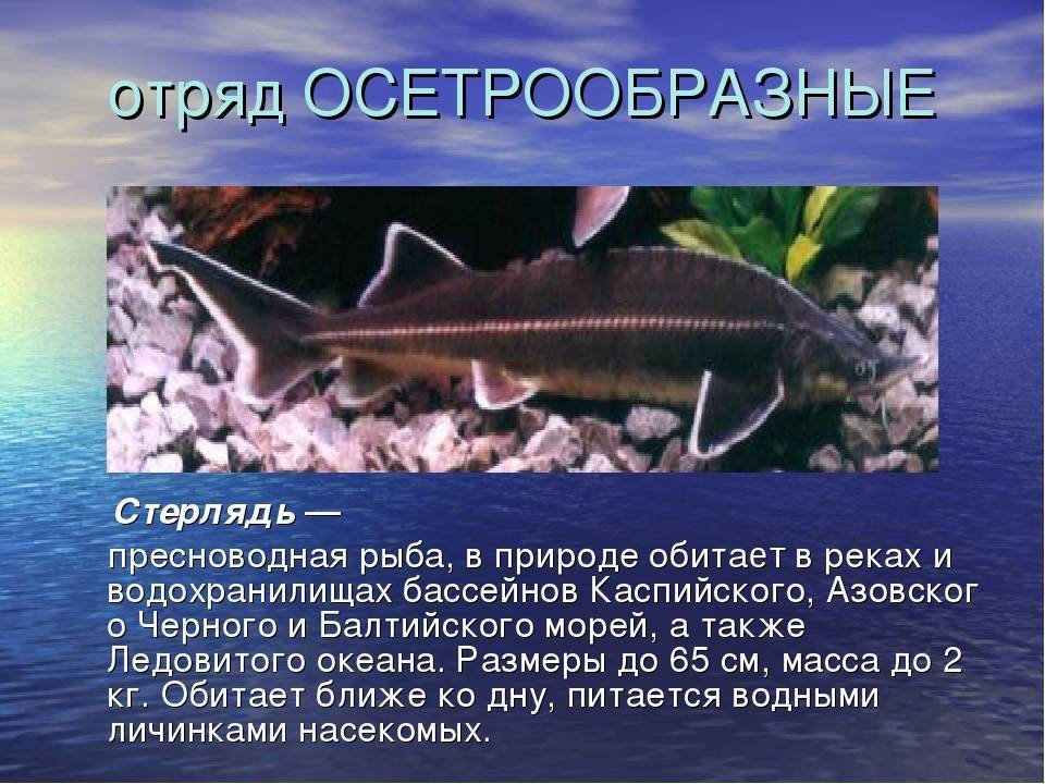 Рыба калуга: фото и описание, места обитания и образ жизни, питание и размножение