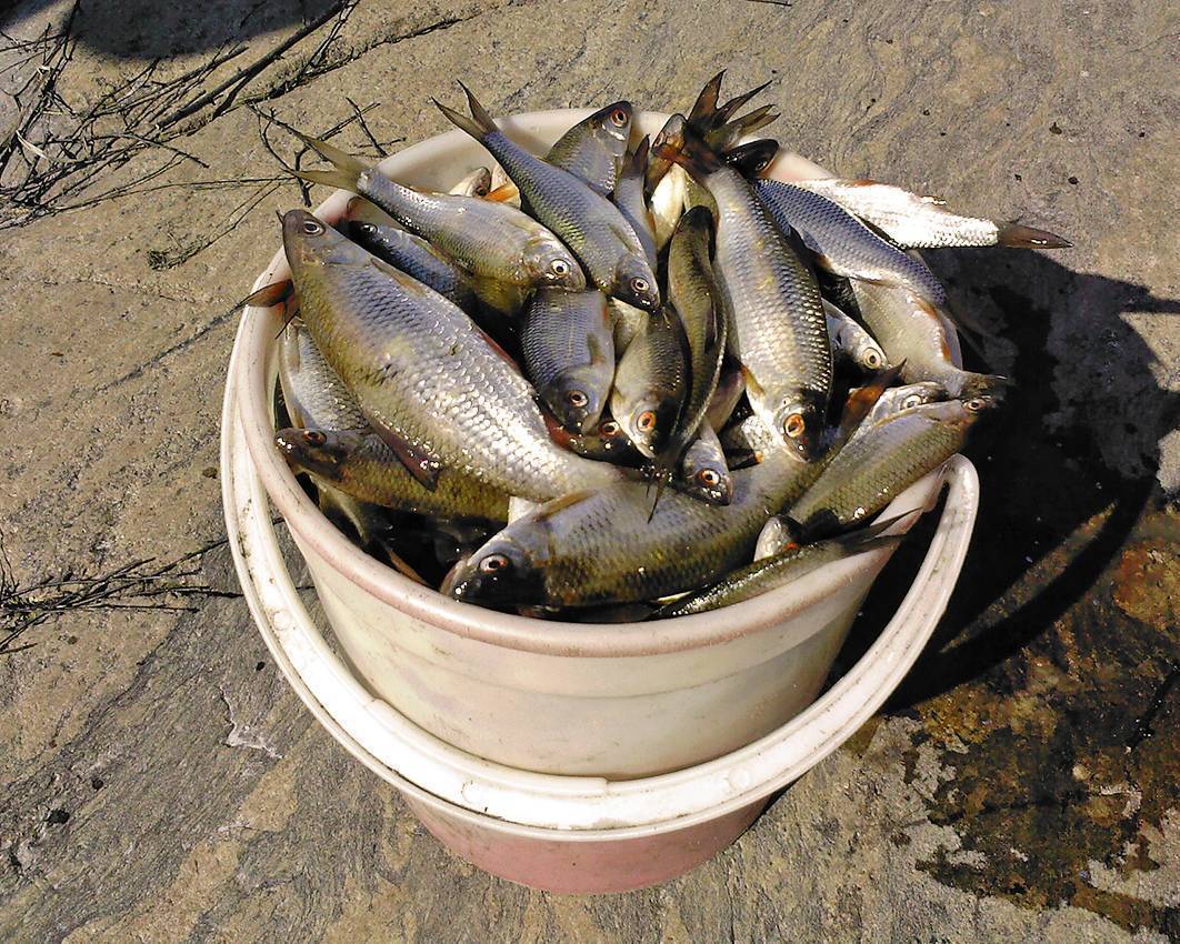Рыбалка на вуоксе, какие рыболовные базы есть на местных озерах и реках