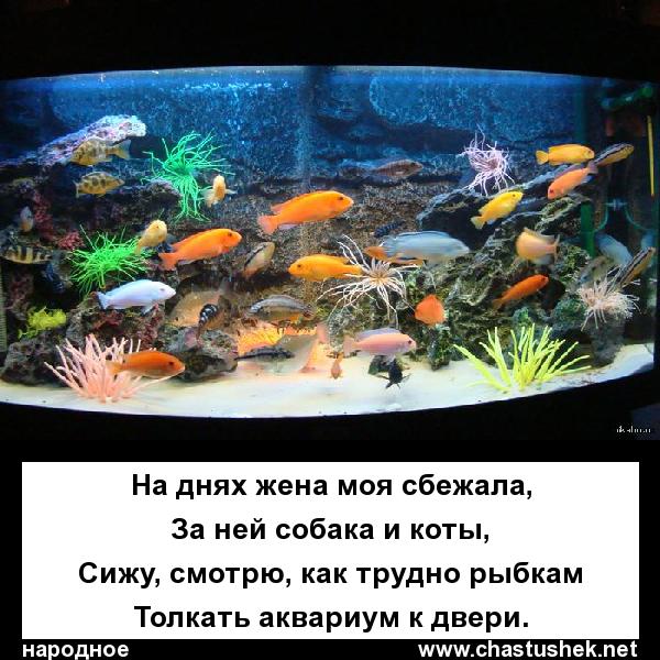 Что делать с аквариумом если все рыбки умерли