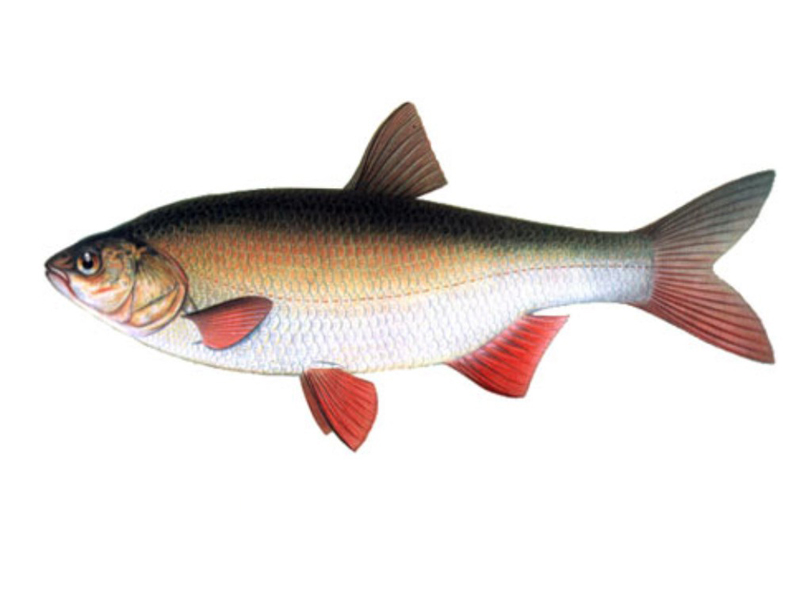 Виды красной рыбы самые распространенные