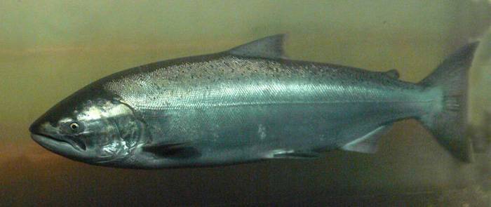Чавыча — описание и образ жизни рыбы и что из нее можно приготовить