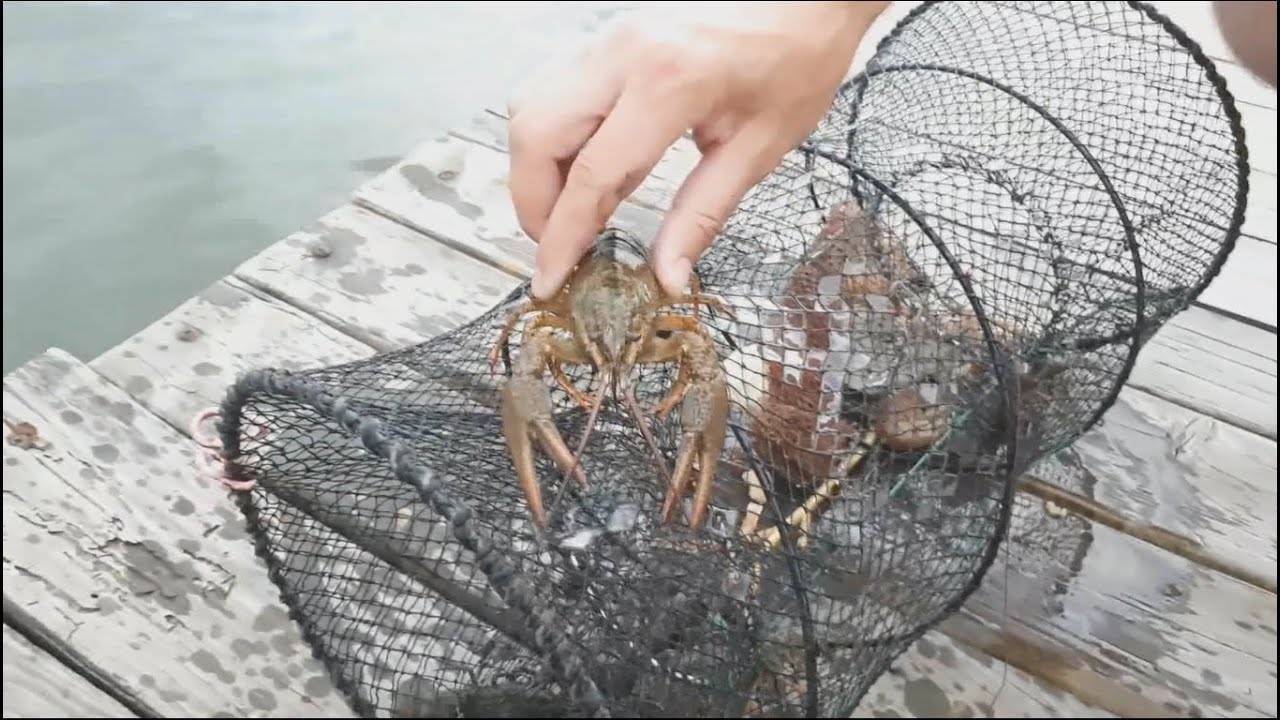 Какую приманку лучше положить в раколовку Какую приманку положить - найдено 90 картинок