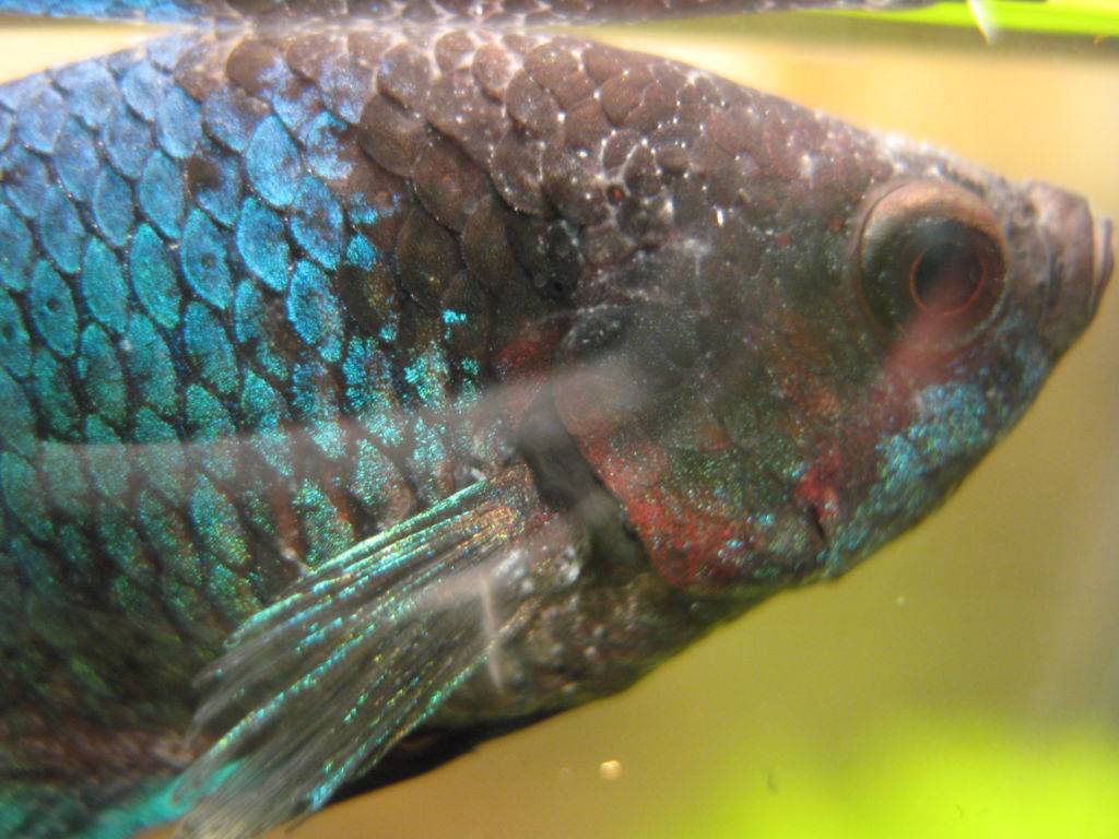 Гексамитоз, "дырочная болезнь" - симптомы, описание, фото болезни аквариумных рыб