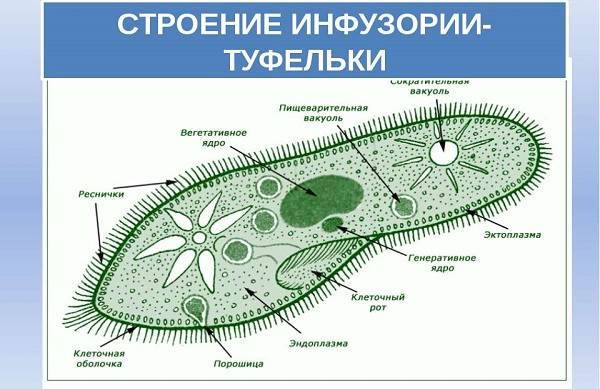 какое пищеварение у инфузории