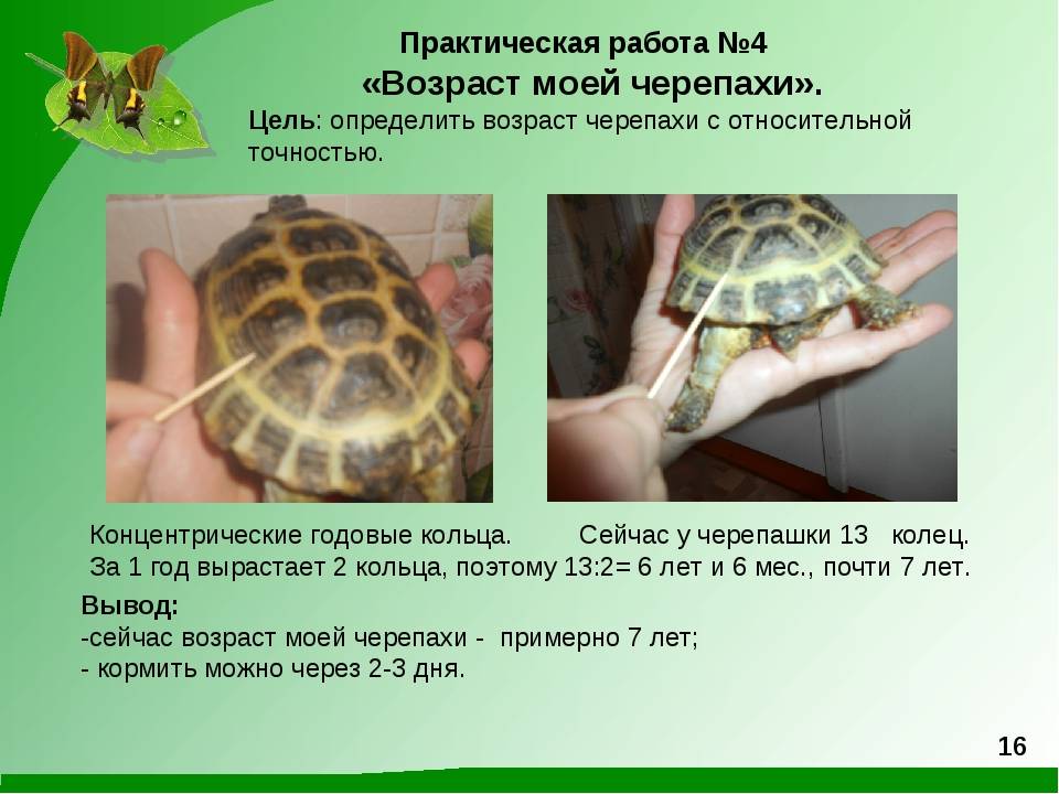 Сколько живет черепаха? - содержание черепах дома - уход, кормление, лечение заболеваний