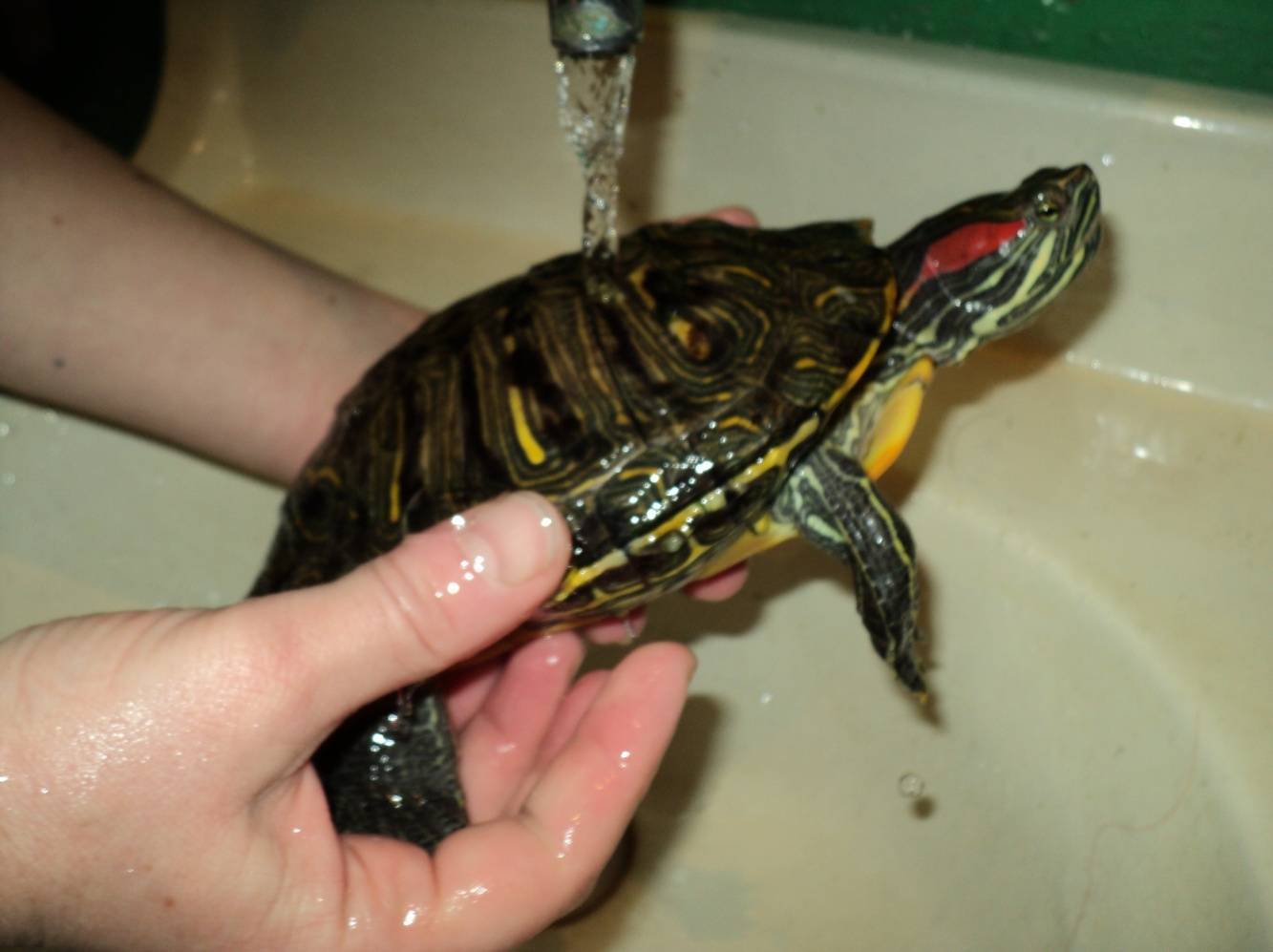 Красноухая черепаха в домашних условиях — правила содержания
