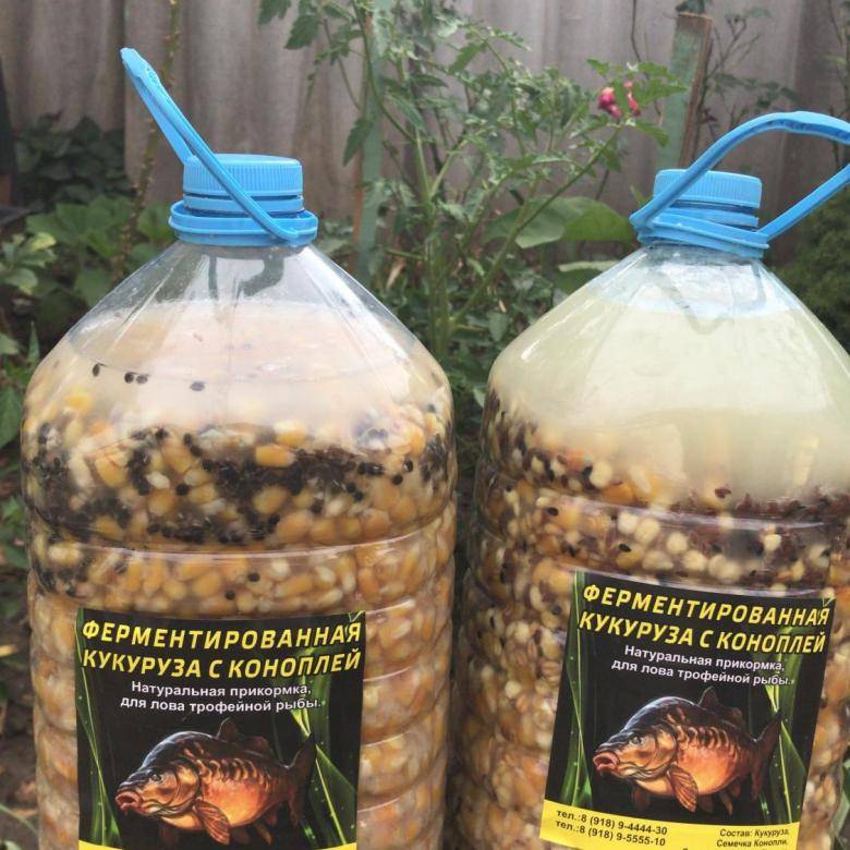 Ферментированная кукуруза для ловли карпа - приготовление кислой кукурузы