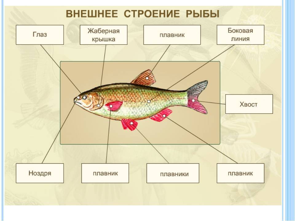 Рыба красноперка: как выглядит, образ жизни, виды (морская, пресноводная)