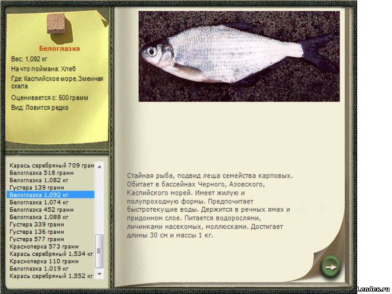Восточная белоглазка или птичка-невидимка
