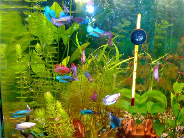 Петушок совместимость с другими рыбками: с кем уживаются, кого можно подселить (сомики, неоны) в аквариум, таблица