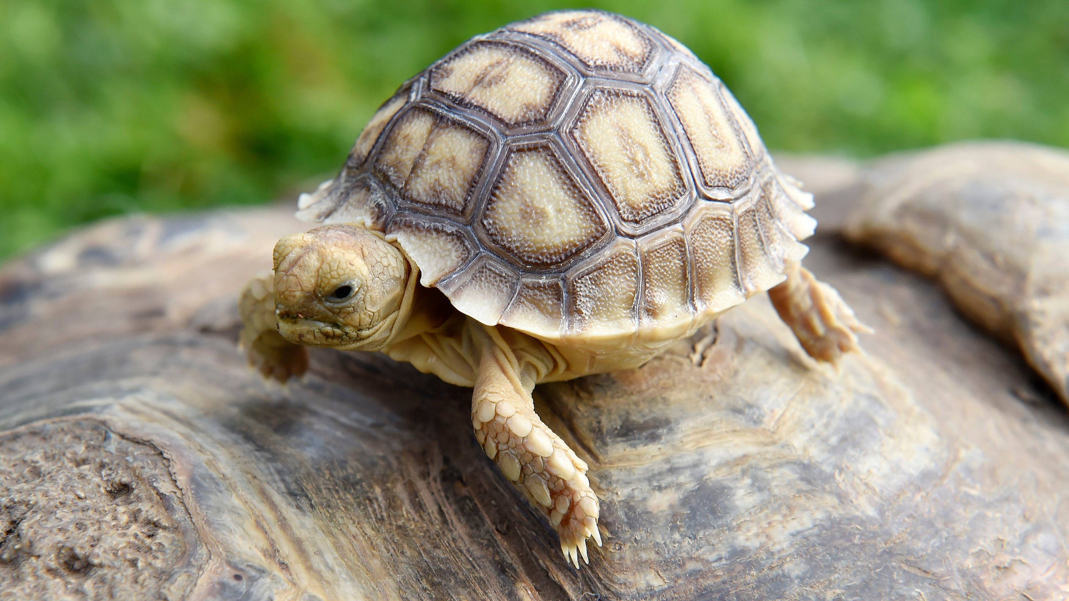 Черепаха в майнкрафт – как вырастить, чем кормить, интересные факты о черепахе и их яйцах