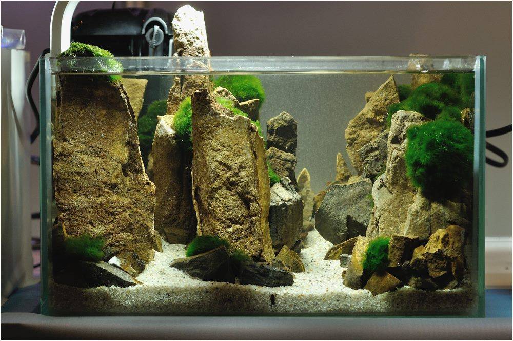 Искусственные водоросли в аквариуме: как выбрать, чем и как отмыть, как сделать своими руками