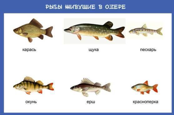 На крючок в этой реке попадается удивительная рыба окунь карась щука ерш схема