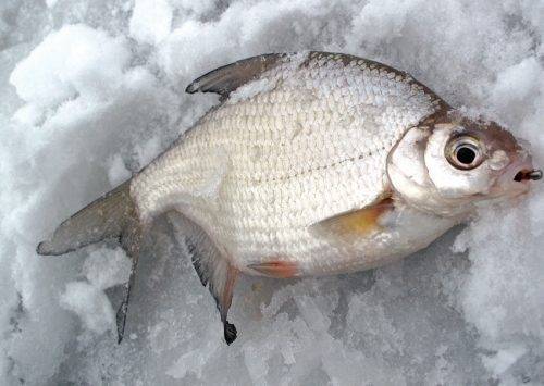 Ловля плотвы по первому льду | рыбалка на плотву в декабре