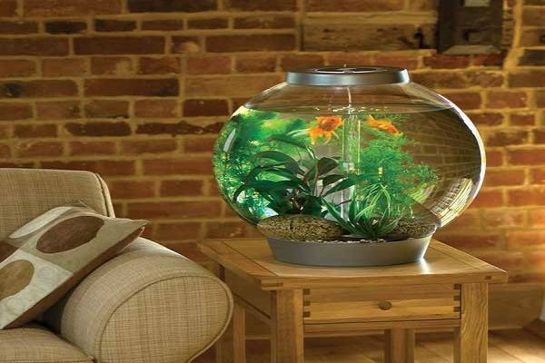 Приметы про аквариум в доме - хорошо или плохо иметь аквариум? если отдать?