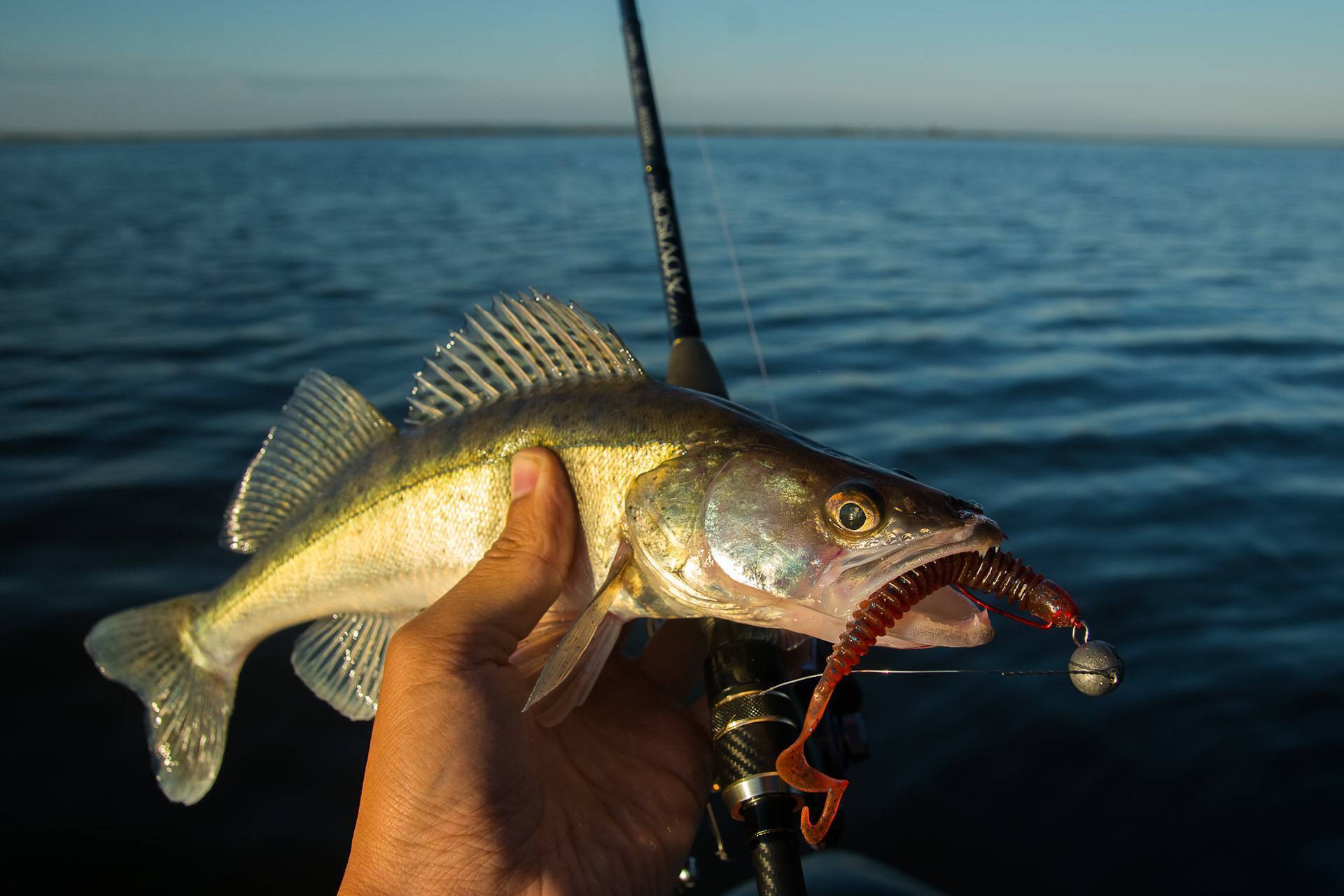 Как ловят судаков используя рыбные нарезки?