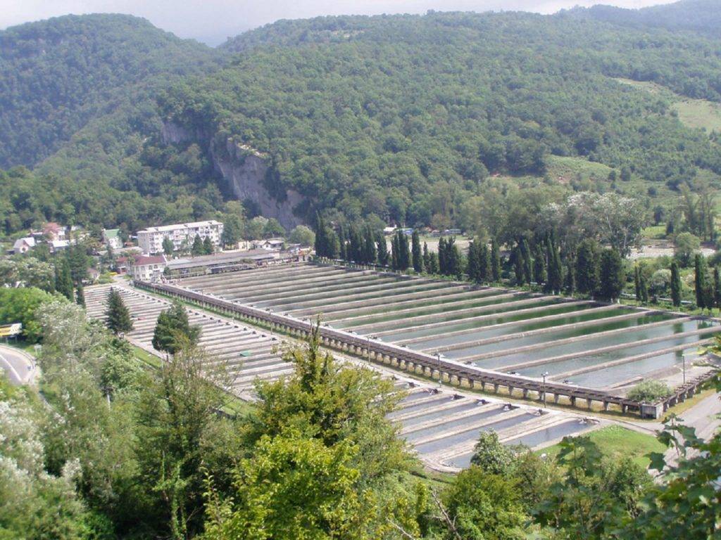 Форелевое хозяйство в адлере фото