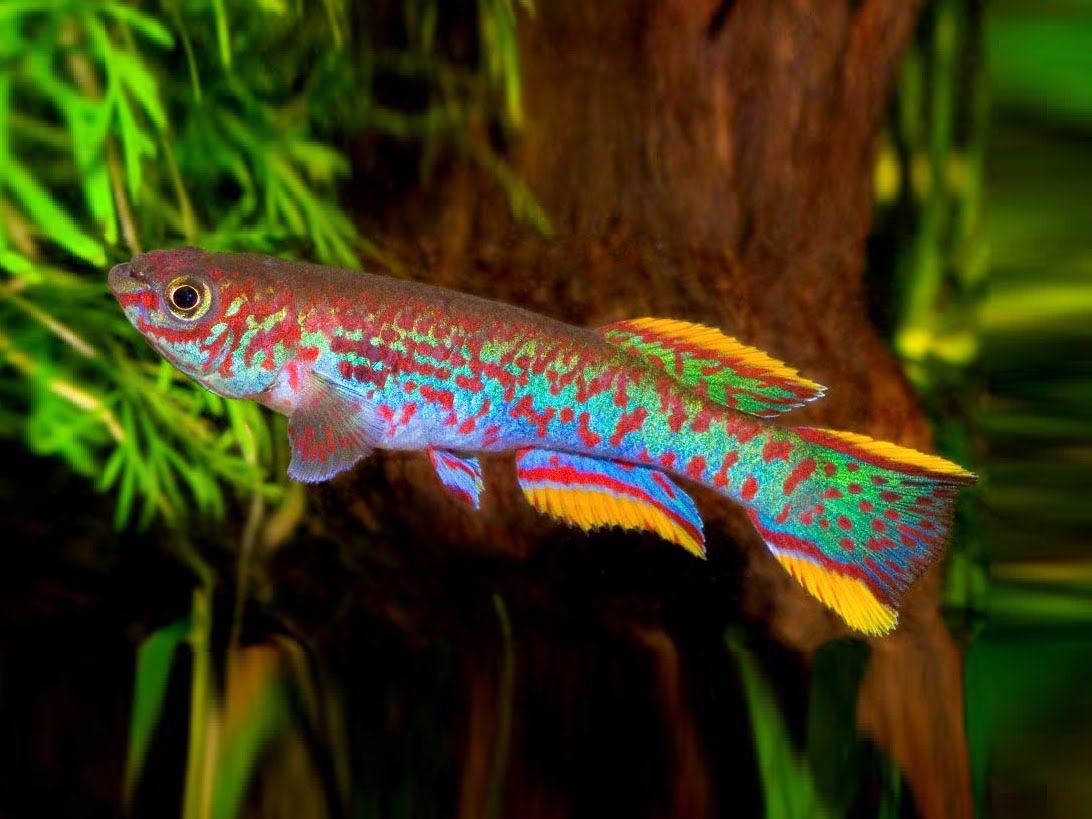 Аквариумная рыбка афиосемион: виды и внешний вид, особенности содержания