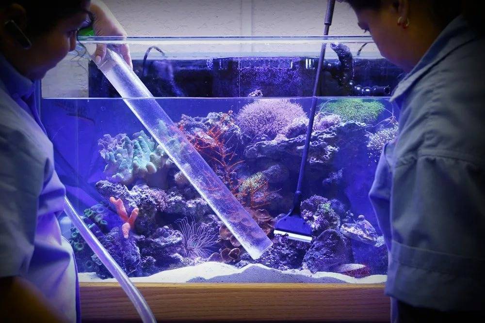 Кристальная вода в аквариуме: как сделать прозрачной, какие средства помогают добиться абсолютно чистой h2o, можно ли сохранить результаты