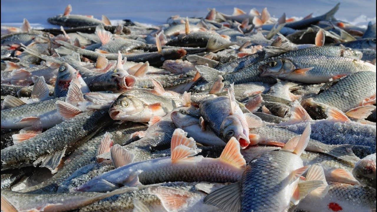 Почему, живя в краю озёр, южноуральцы не доедают рыбы?