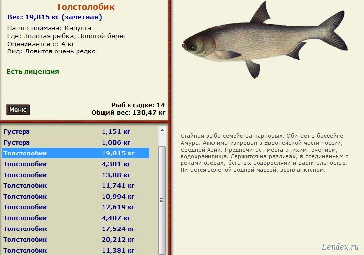 Толстолобик фото и описание