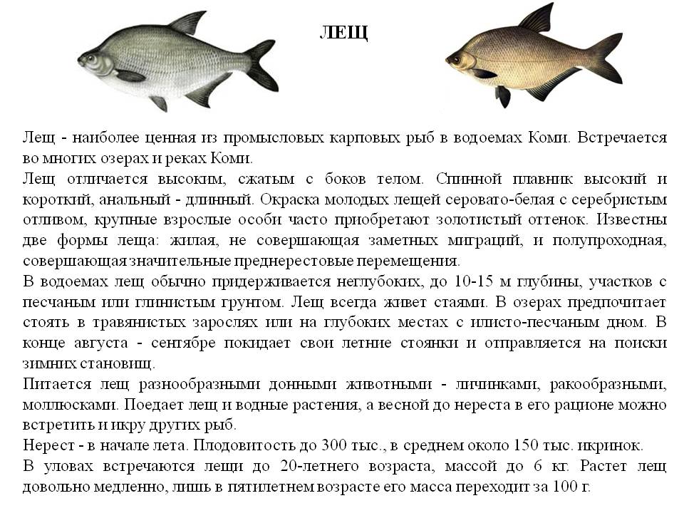 Рыба подлещик: фото и описание, разница с лещом, отличия от густеры, чем отличается и разные ли это рыбы