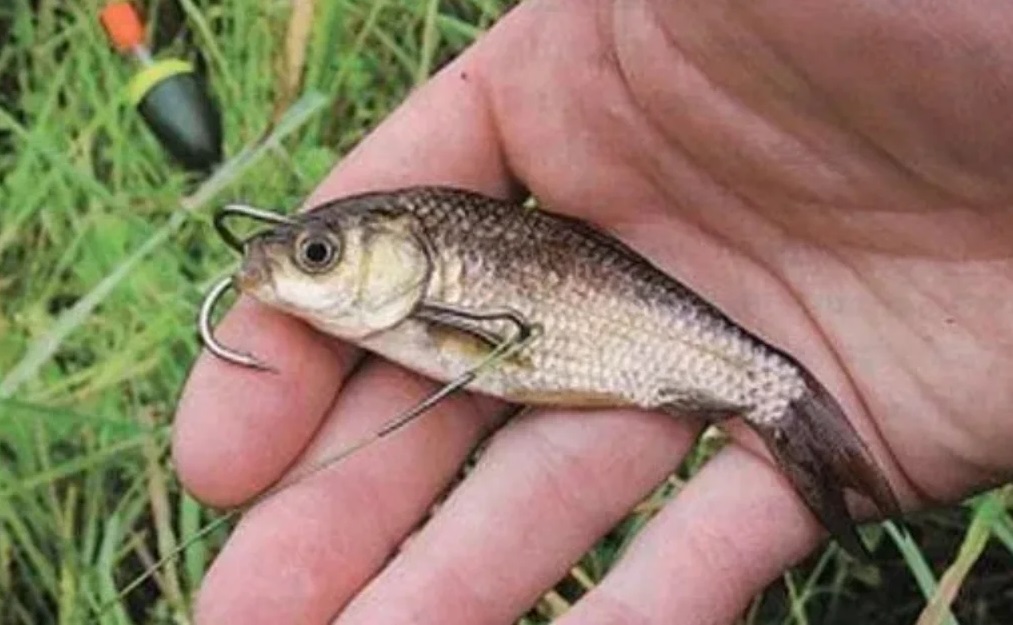 Живец для рыбалки: кто клюёт, как поймать летом и зимой, как правильно насаживать и сохранить живца