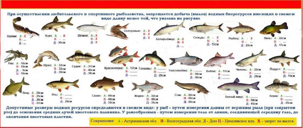 Актуальные правила рыболовства в московской области и как быть в курсе всех изменений