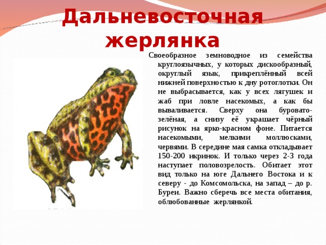 Как ухаживать за лягушками: 15 шагов (с иллюстрациями)