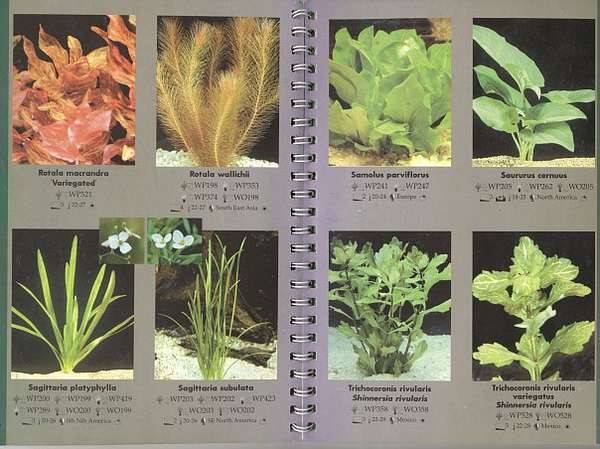 Аквариумные растения — названия,виды,фото,описание