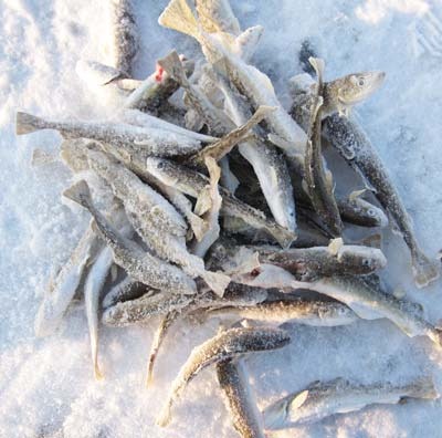 Ловля наваги на снасти: зимняя рыбалка на белом море