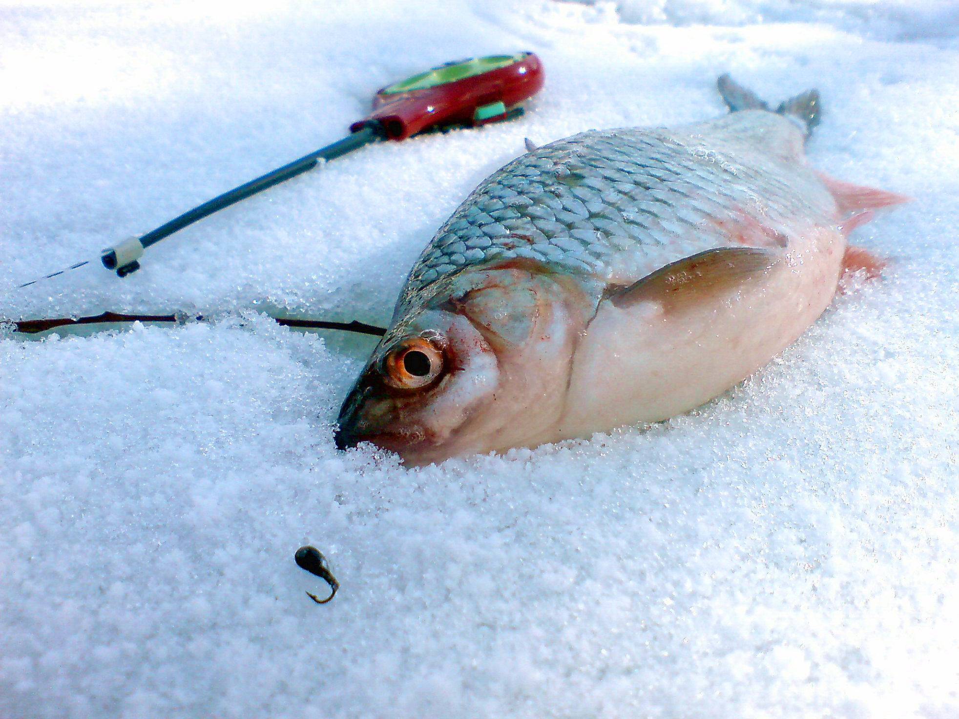 Рыбалка на карася в марте: особенности ловли, выбор снастей и приманок