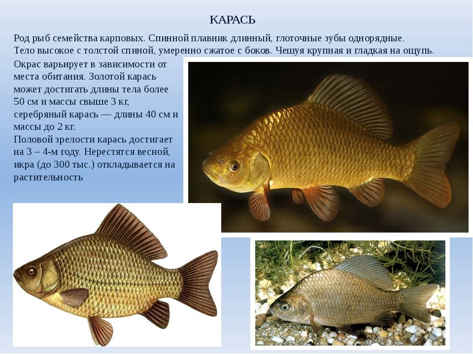 Сколько живет карп в пруду