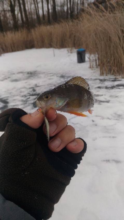 Рыбалка на исети и озере мелкое зимой на блесну