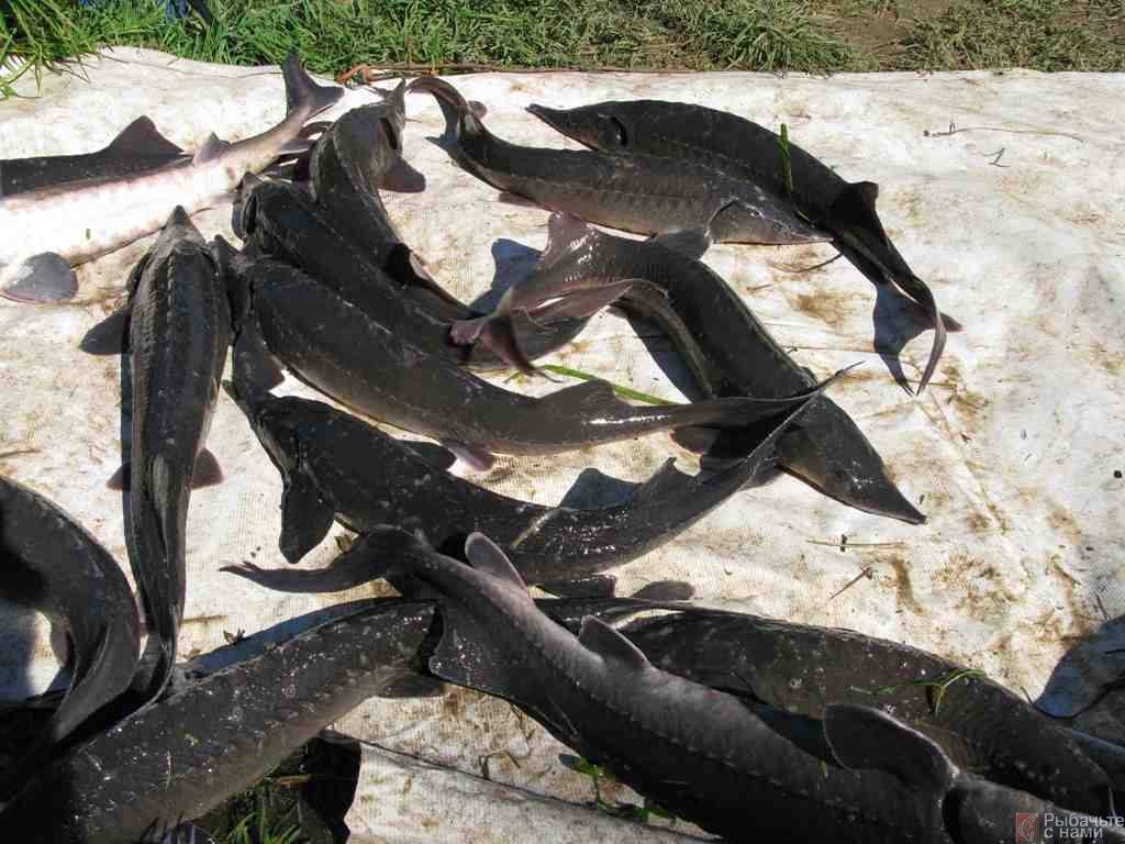 Стерлядь рыба: описание с фото, где водится, как приготовить