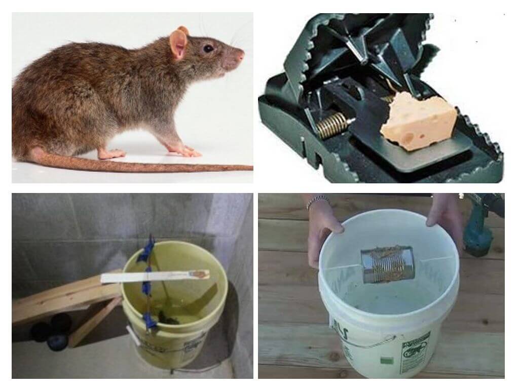6 эффективных средств от мышей