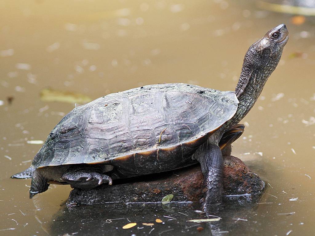 Болотная черепаха: как выглядит, где живет, чем питается, как зимует