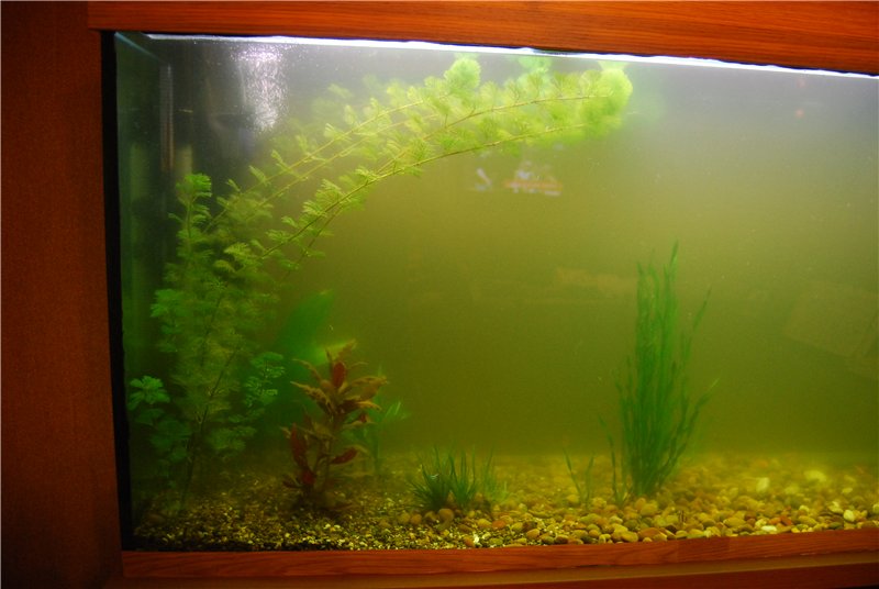 Почему аквариум быстро зеленеет без водорослей