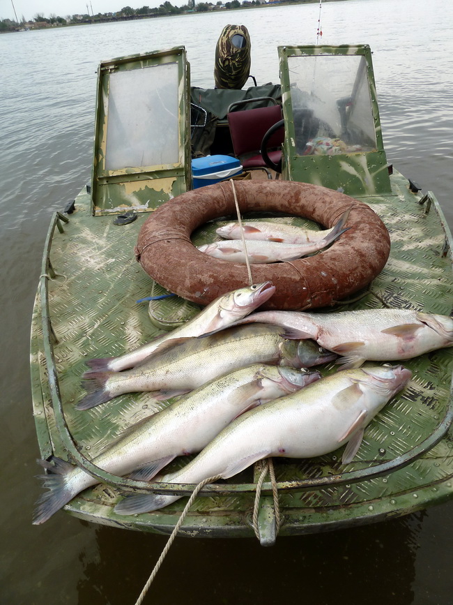 Рыбалка на волге: дикарем на средней, нижней, в дельте, ловля зимой  2022