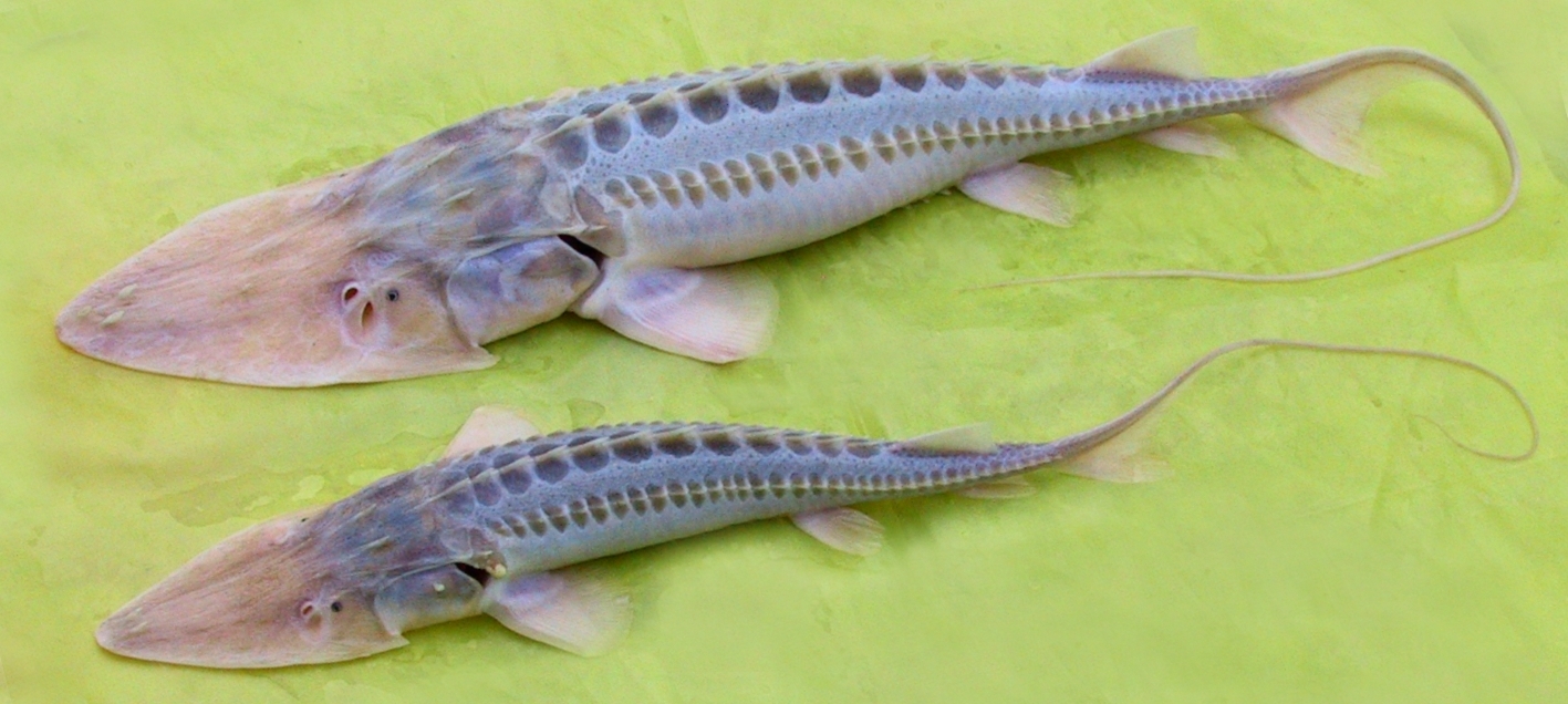 ᐉ список осетровых рыб: названия, описание и фото, какие рыбы относятся - kcc-zoo.ru