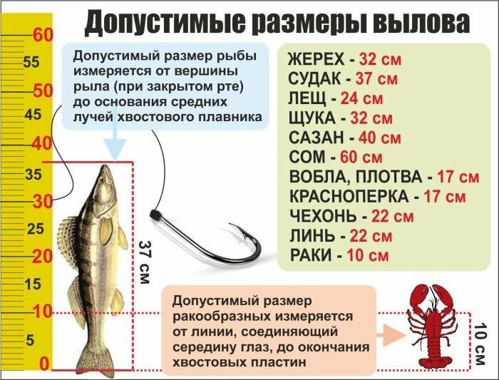 Улов по правилам. что надо знать, собираясь на рыбалку | cвободное время | аиф аргументы и факты в беларуси