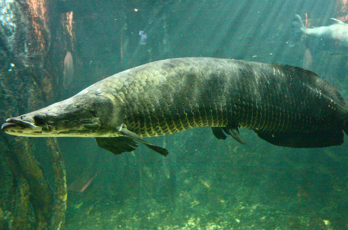Топ-10 самых крупных рыб в мире: фото, названия, среда обитания