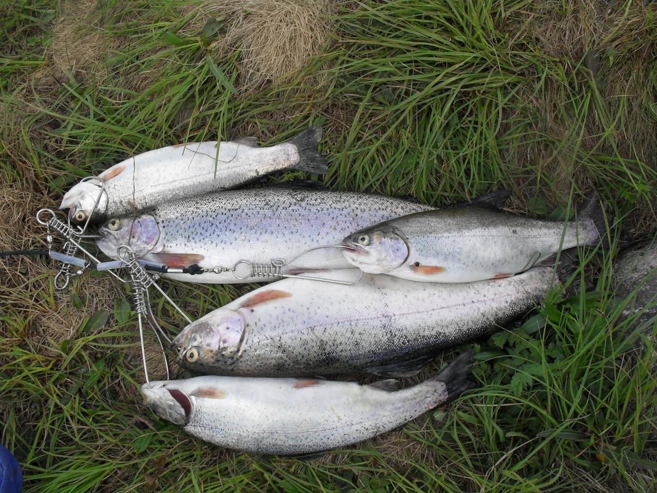 Firstfisher.ru – интернет-журнал о рыбалке и рыболовах.  рыбалка в горном алтае