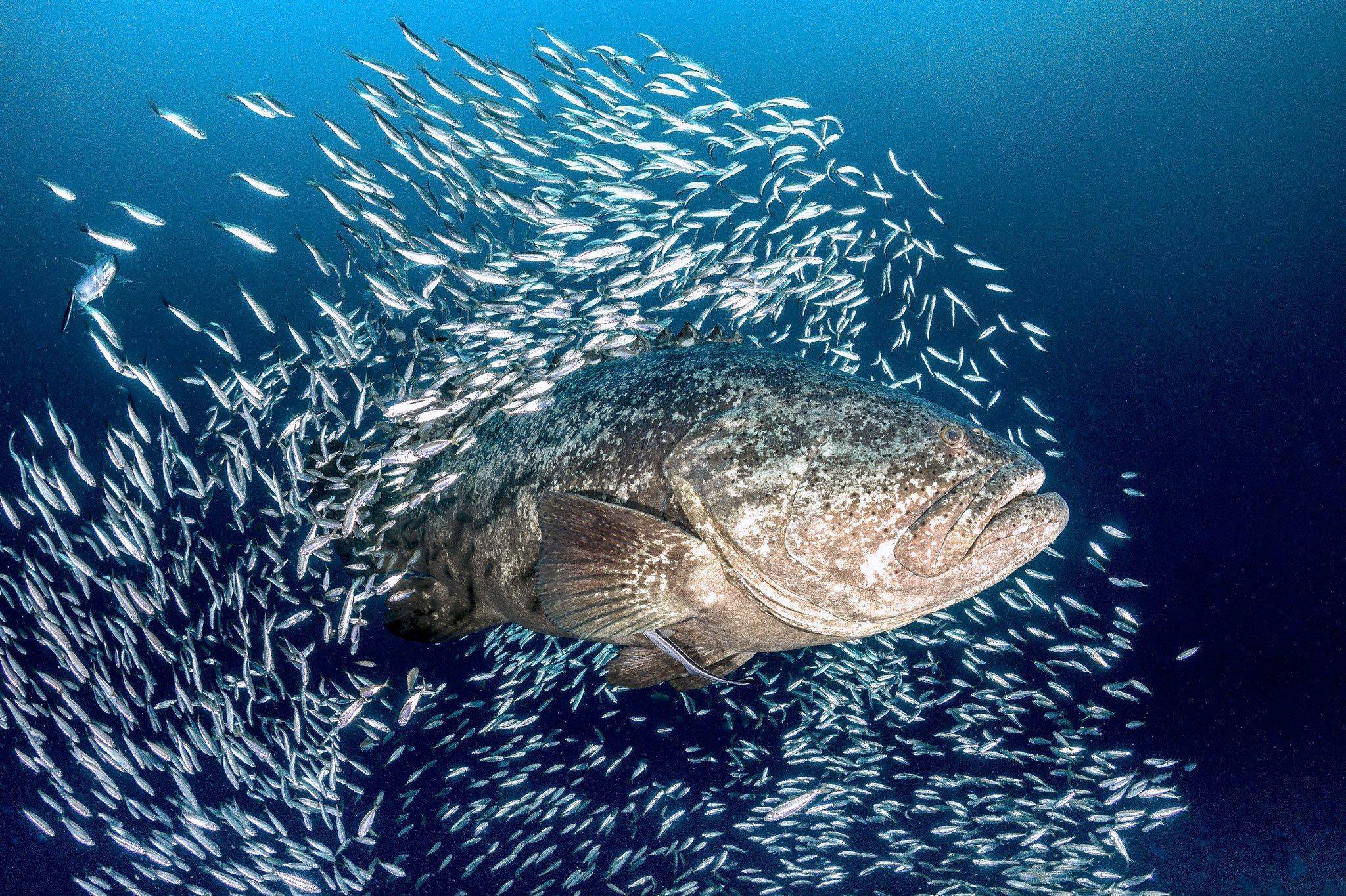 Аквариумные рыбки груперы – уход и содержание, описание, размножение, фото