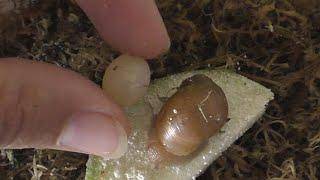 Правильный уход за улитками ахатин и яйцами при размножении